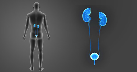 Human urinary system zoom with body posterior viewの写真素材