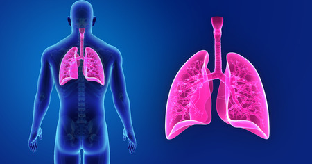 Human Lungs zoom with skeleton posterior viewの写真素材