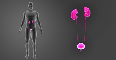 Human Urinary system zoom with body anterior viewの写真素材