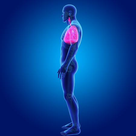 Human Lungs with skeleton lateral viewの写真素材
