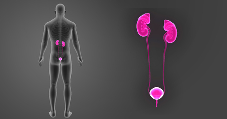 Human Urinary system zoom with skeleton posterior viewの写真素材
