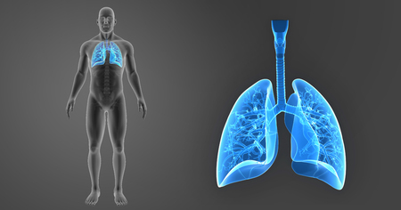 Human Lungs zoom with skeleton anterior viewの写真素材