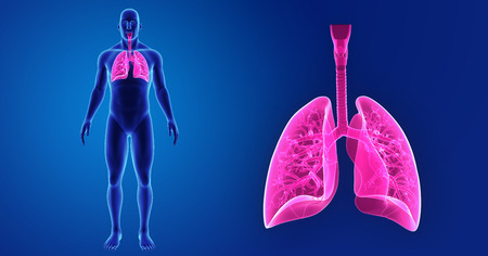 Human Lungs zoom with body anterior viewの写真素材