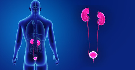 Human Urinary system zoom with organs posterior viewの写真素材