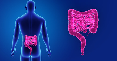 Human Intestine zoom with body posterior viewの写真素材