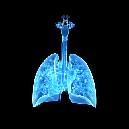 Human Lungs and Heart posterior viewの写真素材