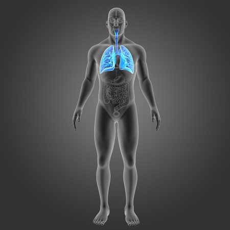 Human Lungs with organs anterior viewの写真素材
