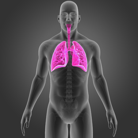 Human Lungs with skeleton anterior viewの写真素材