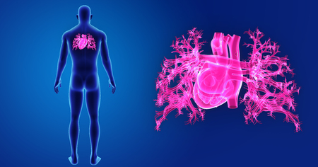 Human Heart zoom with body posterior viewの写真素材