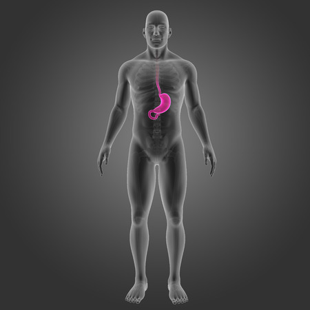Human Stomach with skeleton anterior viewの写真素材