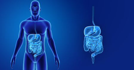 Digestive system zoom with body anterior viewの写真素材