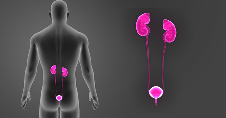 Urinary system zoom with body posterior view
