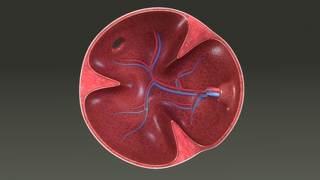 Alveoli Section front