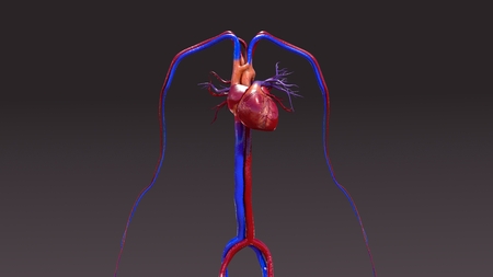 Circulatory System frontの写真素材