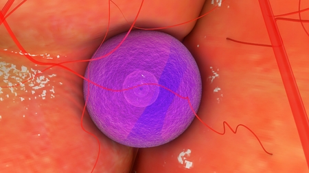 Ovary Anatomy closeup