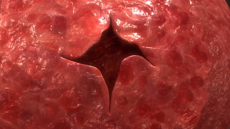 Human Egg blast closeup