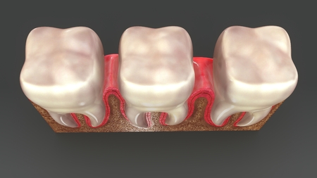 Teeth Anatomy topの写真素材