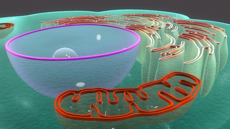 Macrophage TS back