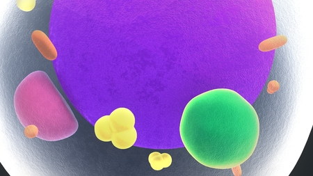 Fat Cells perspective