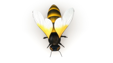 Honey Bee perspectiveの写真素材