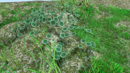 Acetabularia perspective