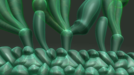 Albugo closeupの写真素材