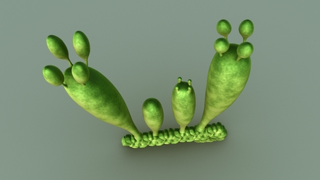 Basidiospores topの写真素材