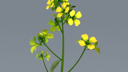 Mustard Plant aerialの写真素材