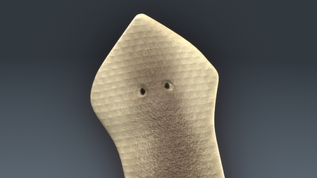 Dugesia(planarian) closeup