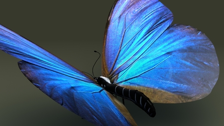 Butterfly closeup