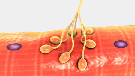 Human nervous system nerve cellの写真素材
