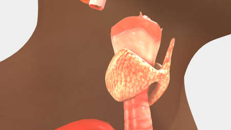 Human Anatomy