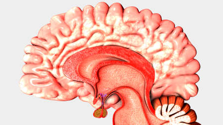 Human Anatomy of Brain with half section
