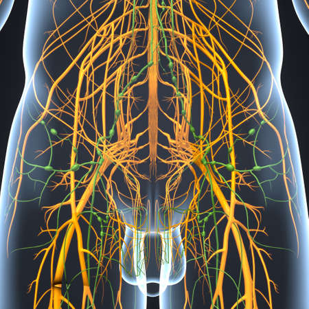 Human Anatomyの写真素材