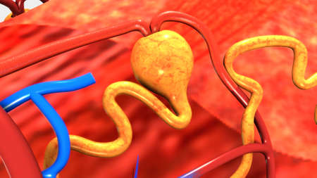 Internal function of Nephron where  waste materials are extracted from blood and colleted as urine...