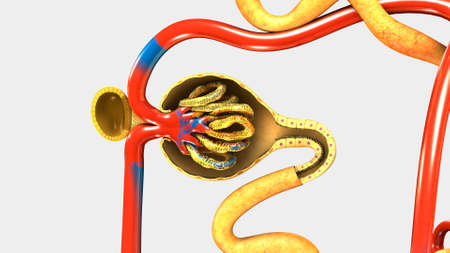 Internal function of Nephron where  waste materials are extracted from blood and colleted as urine...