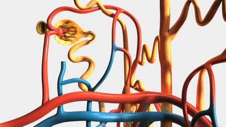 Internal function of Nephron where  waste materials are extracted from blood and colleted as urine...