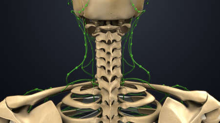 Human skeletal system with lymph nodesの写真素材