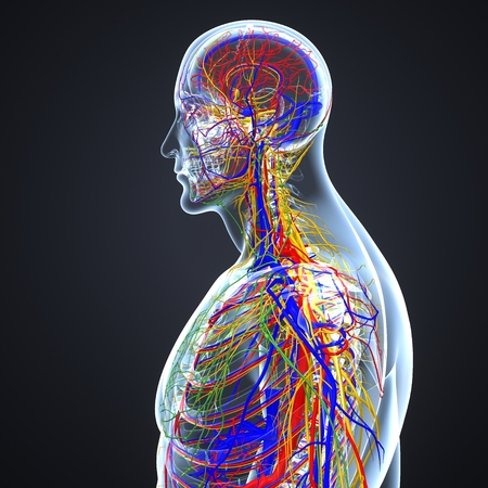 Circulatory and Nervous System with Lymph Nodesの写真素材