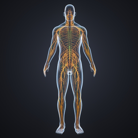 Nervous system with lymph nodes anterior viewの写真素材
