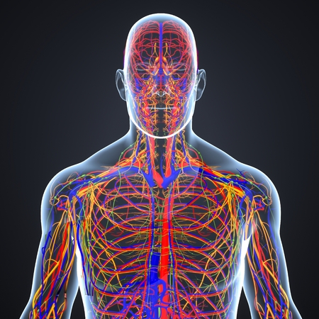 Circulatory and nervous system with lymph nodesの写真素材