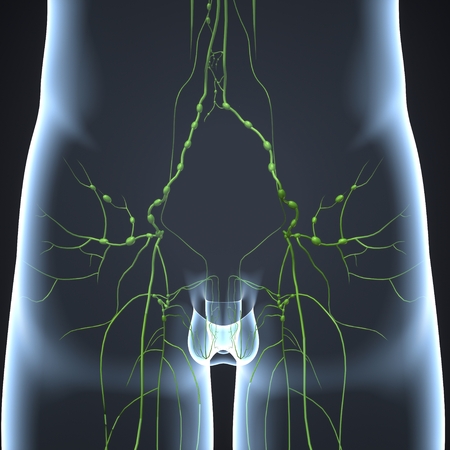 Lymph nodes posterior view