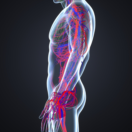 Circulatory System with Lymph Nodes lateral viewの写真素材