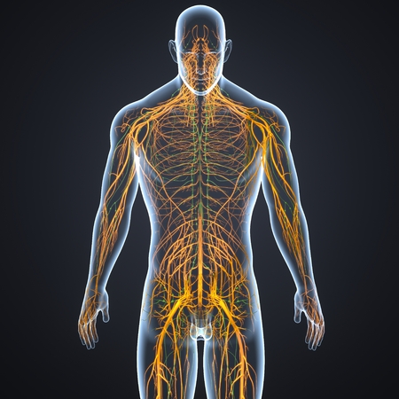 Nervous system and Lymph nodesの写真素材