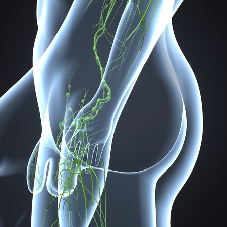 Lymph nodesの写真素材