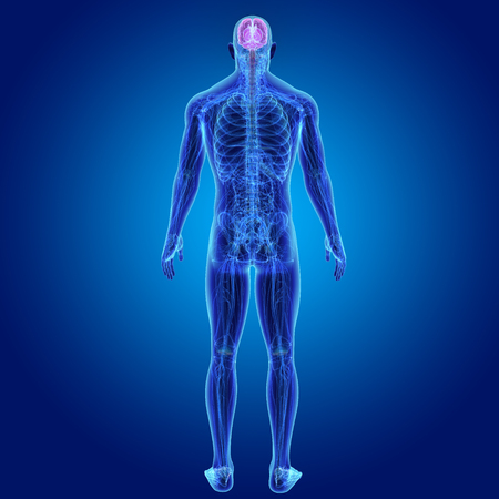 Brain with Anatomy Posterior viewの写真素材