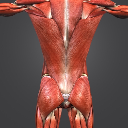 Muscles and Bones at vertebral column with Arteriesの写真素材