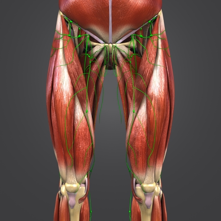 Muscles and Bones with Lymph nodes of Hip and Thigh Anterior viewの写真素材