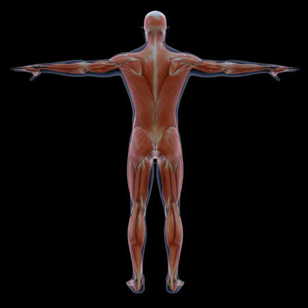 Human Musculoskeletal systemの写真素材