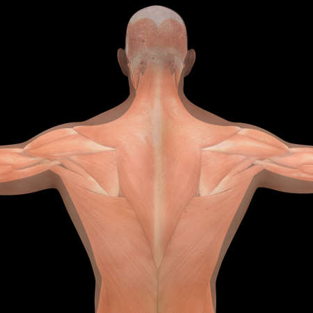 Human Musculoskeletal system